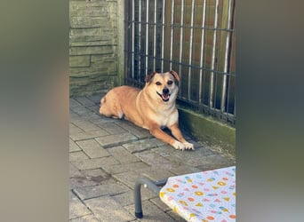 ♥ADELE♥ auf Pflegestelle bei Köln - süße kleine, noch etwas vorsichtige Hündin 41 cm