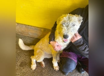 Wilma, 1 ¼-jähriges Mädel, Größe: mittelgroß, freundlich, aufgeschlossen, verschmust, souverän