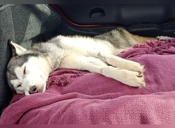 Eve, ein Leben auf dem Balkon ;-(   , fast  2 Jahre lang