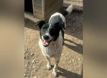 ♥ANGEL♥ so menschenbezogene, liebesbedürftige Hündin,die sich verzweifelt nach Zuneigung sehnt 46cm