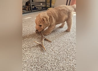 Wunderschöne Lakies (Lakeland Terrier) zu haben in Brno