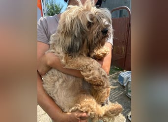 ⭐️ZEA⭐️, Hündin, 1 Jahr, 30 cm, Mischling, Tierschutz