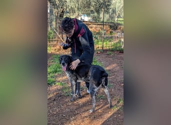 lieber Paco sucht sein Zuhause für immer