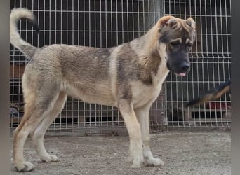 LOTTIE❤️HSH-Mix-Hündin: eine wahre Frohnatur und treue Begleiterin