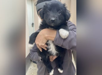 Zuckerschock - der bezaubernde Baloo sucht Familie!