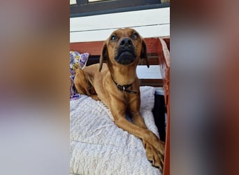 Zuhause voller Liebe für Lou gesucht