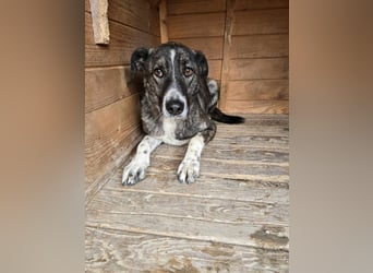 Flint - Hundeflüsterer gesucht