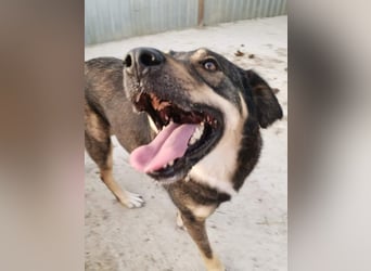 Watson-Pflegestelle/Zuhause gesucht