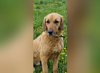 großer Herzenshund Bailey sucht noch seine Menschen