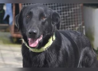 Rafa, ein menschenbezogener und sehr lieber Familienhund