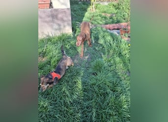 Zizi, kleine Dackel Dame möchte um die Wette flitzen