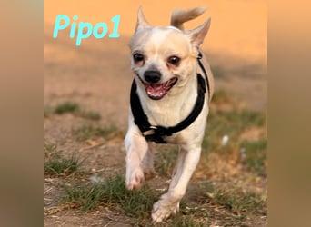 Pipo1 geb. 06/2022 (ESP) - charakterstarker, kleiner Chihuahua!