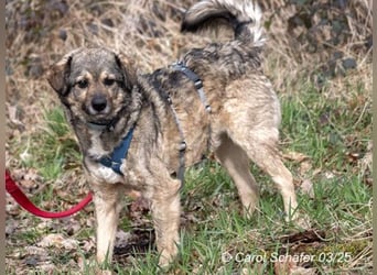 Cretu ist ein perfekter Familienhund