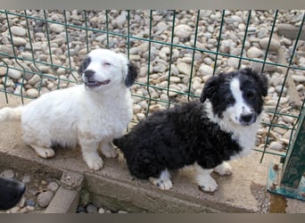 Pfiffige PUPIN - neugierig, gechillt und verschmust