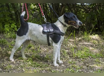 Cili SI – sanfte Foxterrier-Mix-Hündin mit großem Herz sucht ein liebevolles Zuhause