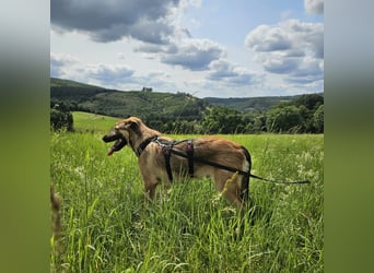 Leander,geb.02/25,lieber Hütehundmix sucht seine Familie,bereits auf PS in 57271 Hilchenbach