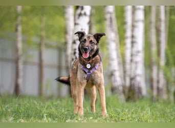 Verschmuste Birma sucht warmes Körbchen