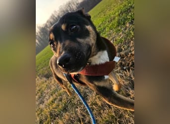 Süße ♥ Stella ♥ treuer Schatz auf 4 Pfoten