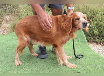 Tiger, Epagneul Breton / Bretonenspaniel, lieb und verträglich