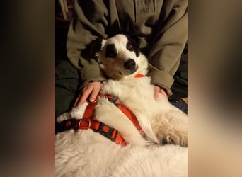 Panda sucht zuhause oder Pflegestelle