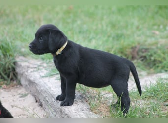 Labrador Welpen