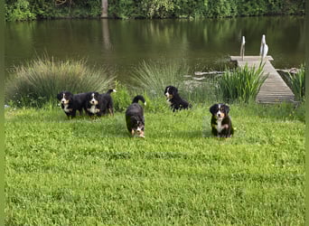 4 wunderschöne BernerSennenwelpen