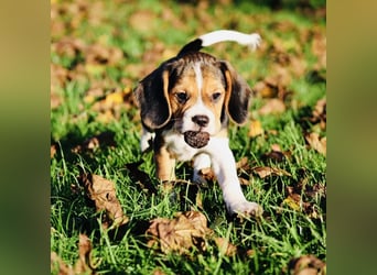 F1-BEAGLIER-WELPEN aus Etischer Zucht mit FCI-reinrassigen Eltern!
