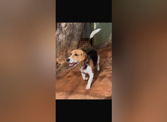 Catalina, eine zauberhafte Beagle Hündin