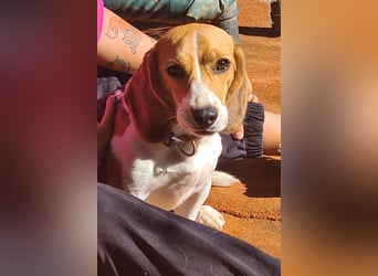 Catalina, eine zauberhafte Beagle Hündin