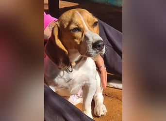 Catalina, eine zauberhafte Beagle Hündin