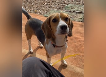 Catalina, eine zauberhafte Beagle Hündin