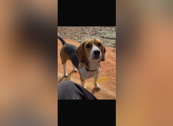 Catalina, eine zauberhafte Beagle Hündin