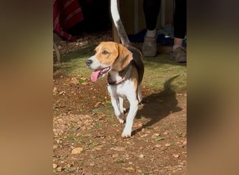 Catalina, eine zauberhafte Beagle Hündin