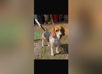Catalina, eine zauberhafte Beagle Hündin