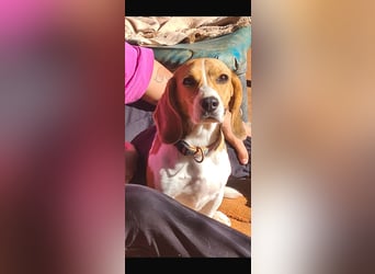 Catalina, eine zauberhafte Beagle Hündin