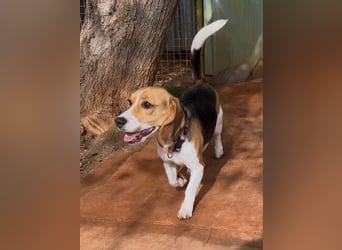Catalina, eine zauberhafte Beagle Hündin