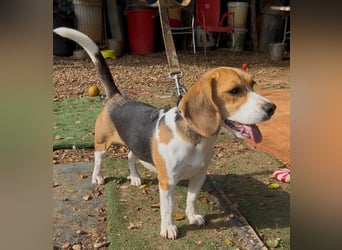 Catalina, eine zauberhafte Beagle Hündin