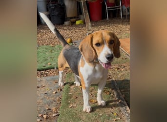 Catalina, eine zauberhafte Beagle Hündin