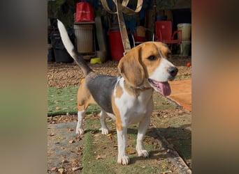 Catalina, eine zauberhafte Beagle Hündin