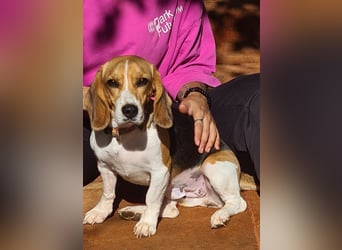 Catalina, eine zauberhafte Beagle Hündin