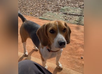 Catalina, eine zauberhafte Beagle Hündin