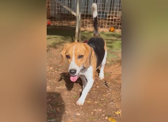 Catalina, eine zauberhafte Beagle Hündin