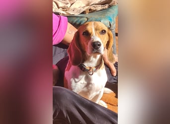 Catalina, eine zauberhafte Beagle Hündin
