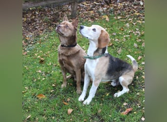 Otto, ein Sonnenschein auf 4 Pfoten