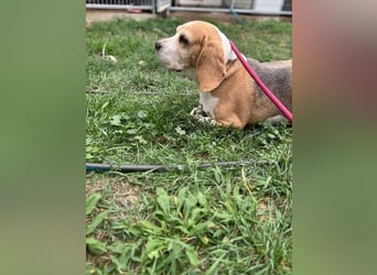 Maya, freundliche Beagle Hündin geb. 2019
