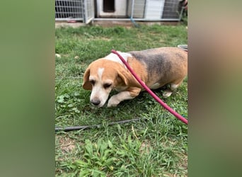 Maya, freundliche Beagle Hündin geb. 2019