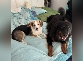 Nena eine besondere Hündin