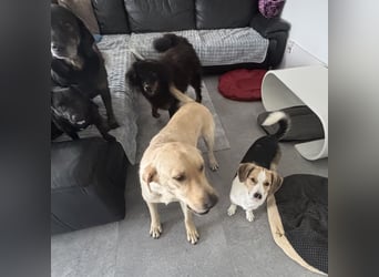 Nena eine besondere Hündin