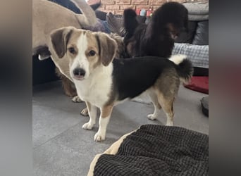 Nena eine besondere Hündin