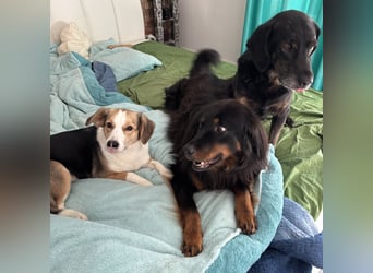 Nena eine besondere Hündin